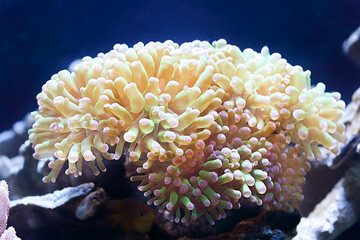 Naklejka na ściany i meble Details of coral reef