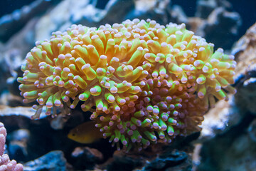 Coral polyp