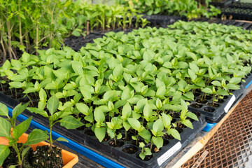 Growing garden vegetables in the sunlight