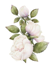 Watercolor composition of blooming white-pink roses framed with green leaves on a white background. Botanical illustration for wedding invitations, stickers, postcards, packaging, prints