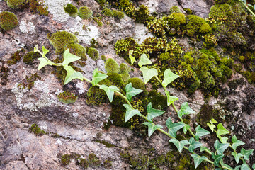 Obraz premium Bright Grren Ivy on Mossy Rock