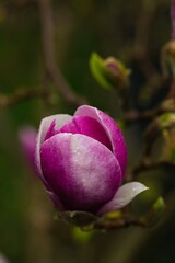 Blooming magnolia tree in the garden.