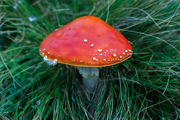 Detalis of red mushroom