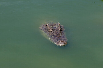 Close up big head crocodile is show head in river