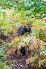 Ferns in forest