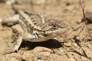 Desert lizard on the sand