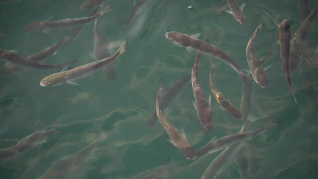 Flock of mullet fish on the surface of the water swallow the air. 4K.