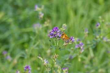 Large Skipper butterfly (Ochlodes sylvanus) perched on violet flower in Zurich, Switzerland