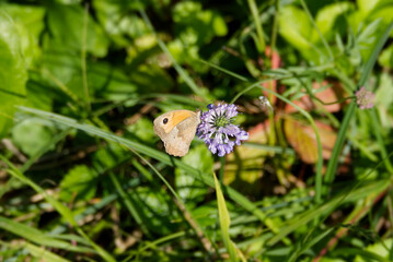 Meadow brown (maniola jurtina) butterfly sitting on a small scabious in Zurich, Switzerland