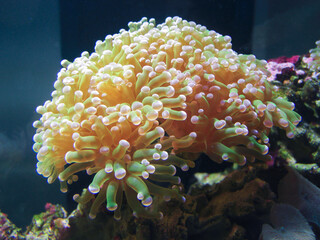Sea anemone