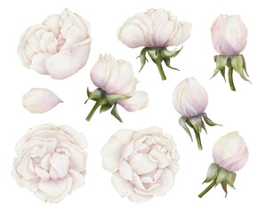 Set of watercolor white-pink rose flowers and buds  isolated  on a transparent background. Botanical illustration for your design.