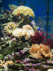 Naklejka na ściany i meble Corals in marine aquarium.