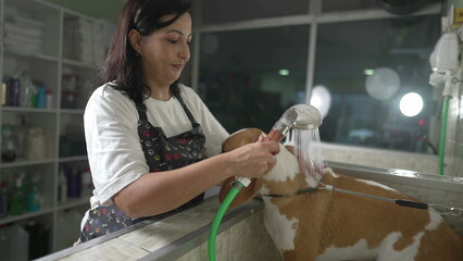 Female employee washing Dog Beagle with shower head inside Pet Shop