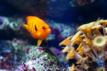 Orange fish swimming in an aquarium