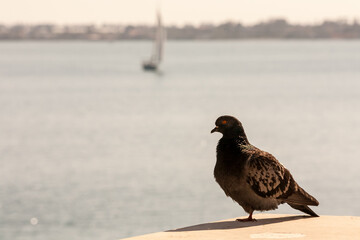 Pigeon