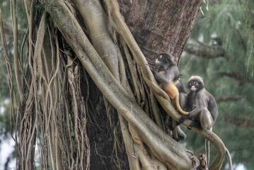 Monkey/Langur with their cups in Thailand