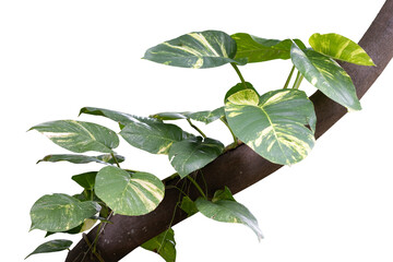 Plants growing creeping up the tree, isolated on white background.