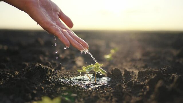 Wet hand of woman pouring just planting little sprout on agricultural field at sunset. Concept of growth, care, sustainability, protecting earth, ecology, green environment, gardening, spring works.
