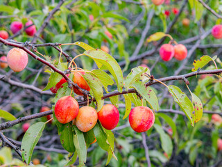 Close up shot of many mature plums on the tree