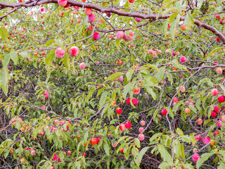 Close up shot of many mature plums on the tree