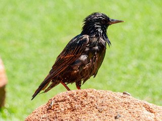 Close up shot of a cute Common starling