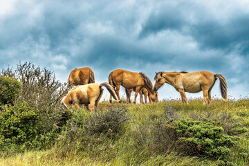 Wild horses in nature reserve Thy in rural Denmark