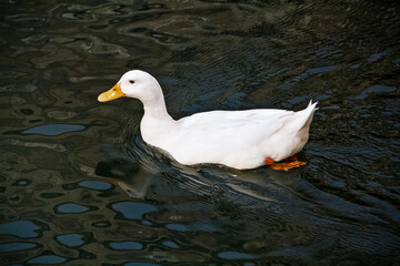 White duck