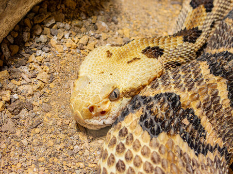 Close up shot of Timber rattlesnake