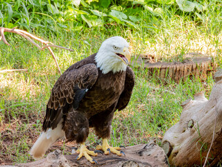 Close up shot of cute Bald eagle