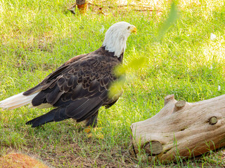 Close up shot of cute Bald eagle