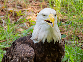 Close up shot of cute Bald eagle