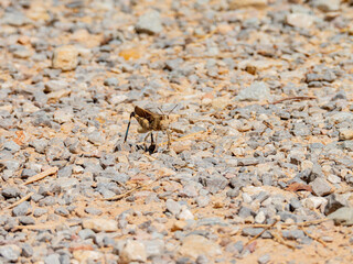 Close up shot of grasshopper at Oklahoma