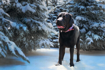 Winter portrait of a black purebred dog. Snow-covered Christmas trees. Forest. Photo for calendar and postcard