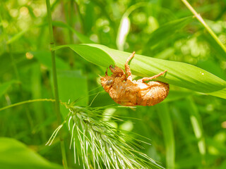 Close up shot of Cicada Shell