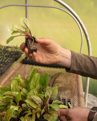 A young farmer hipster stands confidently in a lush green field, exuding a sense of connection to nature and a modern aesthetic. 