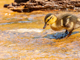 Close up shot of baby duck
