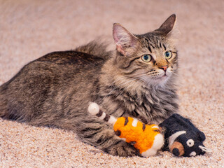 Close up shot of a cute young Maine Coon mixes with dolls