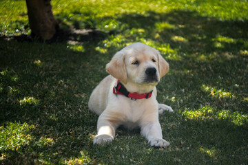 Golden dog puppy in grass. guide dog for the blind