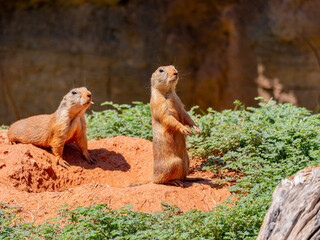 Close up shot of cute Prairie dog