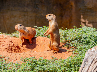 Close up shot of cute Prairie dog