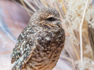 Close up shot of Burrowing owl