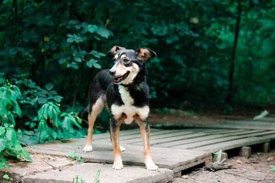Dog stands on wooden path surrounded by green plants in a forest setting during daytime