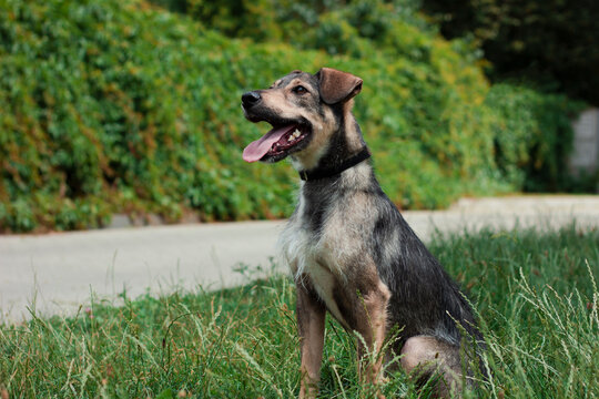 Dog sits in grass near road on a sunny day with greenery in the background