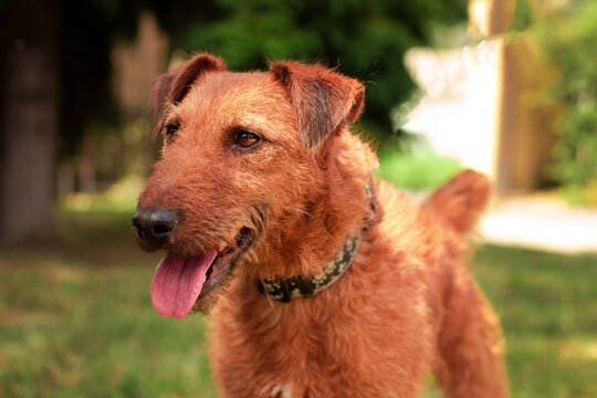 Dog stands in green grass with trees in the background during a sunny day in a backyard setting