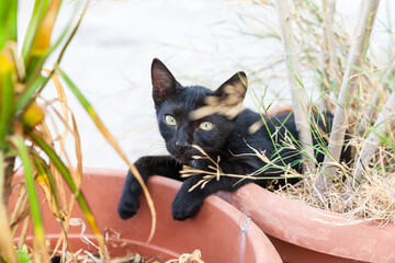 Black cat in pot