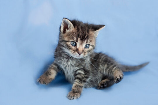 Studio photography of a cute kitten on a blue background