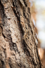 Obraz premium Cortex