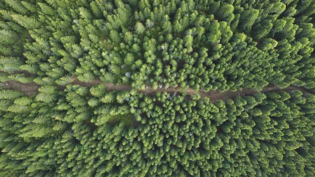 Aerial drone view of trail passing trough pine trees forest. Top down view