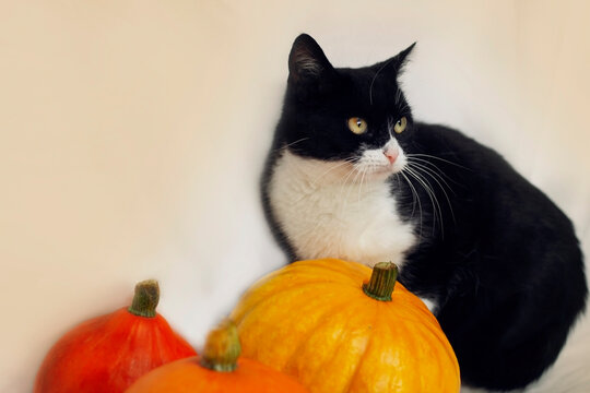 Cat sits next to pumpkins in a cozy indoor setting during autumn season