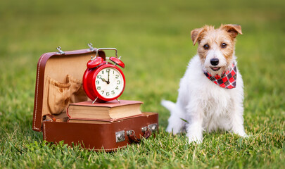 Cute dog sitting and sniffing next to a vintage retro schoolbag and alarm clock. Back to school concept.